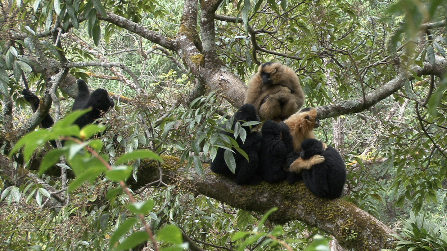 New distribution of Western Black-Crowned Gibbon in Mt.Nu